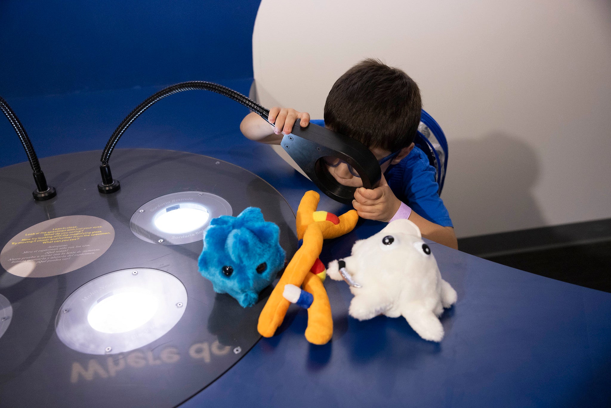 Child looking through a magnifying glass at plush colorful toys