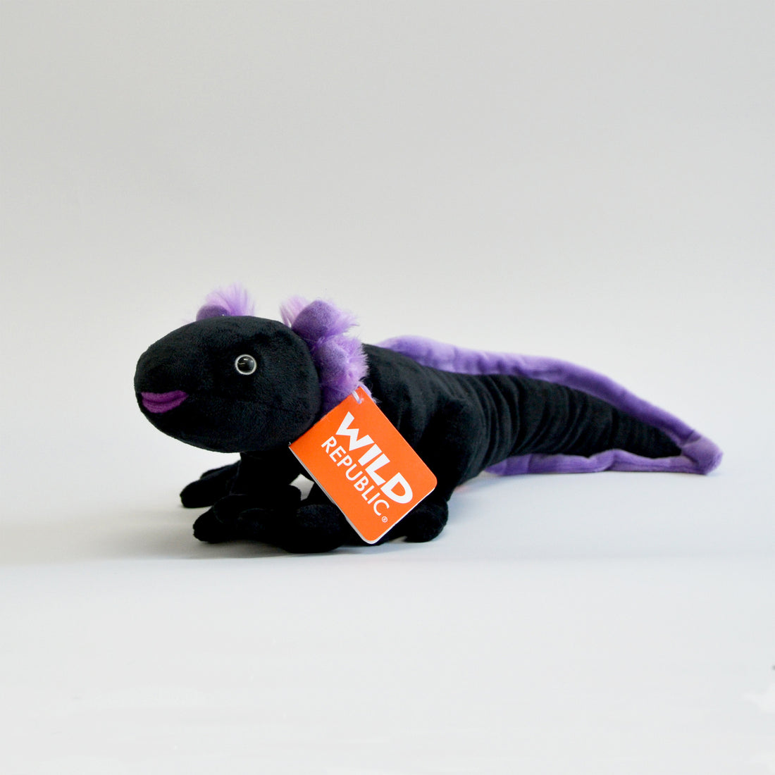 Black axolotl with purple ears and tail looking to the left side